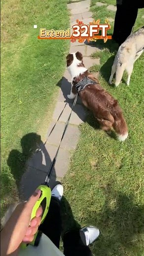 How to Use a Retractable Leash CORRECTLY (Tips Included!) #pecute #dogleash