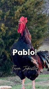 Pablo!, Oh Pablo!, Pablo! #rooster #chickens #chickensofinstagram #comedy #geese #goose #memesdaily #geeseofinstagram #dadjokes #funnyanimals #featheryfinetime #motherclucker #farmjokester #nameyellingchickenAudio: Borariechorar | Michael Salerno