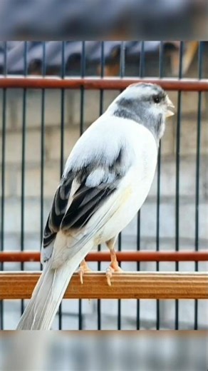 this animal sings elegantly #birds #animals #cute