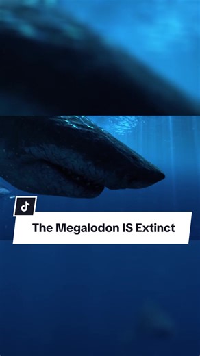 Remind me to never make videos on this again. The sheer amount of AI videos and general male cow excrement I had to sift through to find good clips was outrageous. #animals #AnimalFacts #megalodon #shark #theanimalman