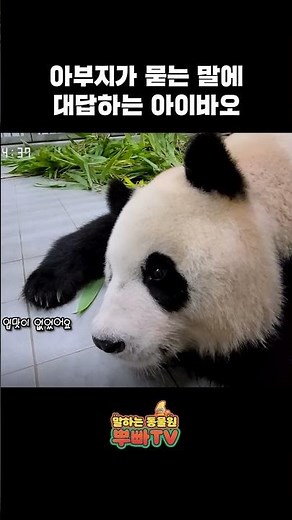 아이바오와 강바오의 따뜻한 대화