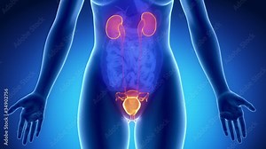Female UROGENITAL ORGANS anatomy in blue x-ray loop