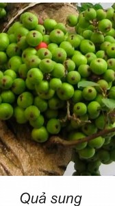 Trái sung-loại quả công dụng trên cả tuyệt vời ace nhé #suckhoe @nêu bật | Pham Tuan Anh