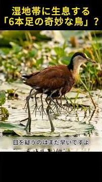 怪物のように見えるが、実は最強の父親 #アフリカクイナ #水鳥 #動物の世界 #動物の豆知識