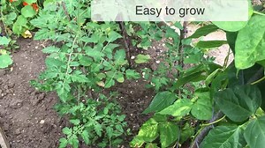 9.6K views · 103 reactions | Tomato Problems: Fix Issues Affecting Your Tomatoes and have trouble free tomatoes, interesting video with lots of excellent tips and tricks...To Watch More...https://www.youtube.com/watch?v=EO3z05LZZMI&t=41s | GrowVeg | Facebook