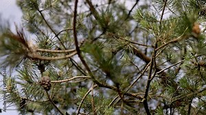 The video showcases a serene eco-retreat featuring modern, sustainable cabins nestled in a lush forest, highlighting the harmony between nature and innovative green architecture.