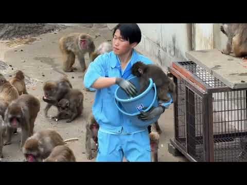 Pun-chan the Viral Monkey from Japan: Cutest Feeding Time Ever! 🍎
