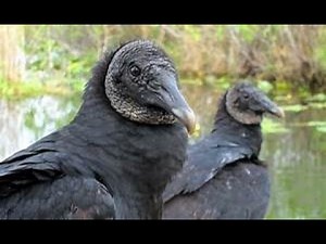 12 Animals That Mate for Life