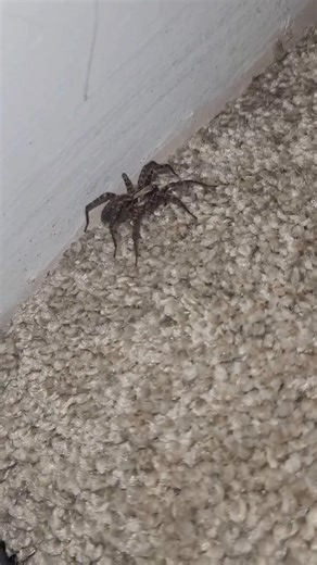 Found Indoor Wolf Spider #utah #mountains #outdoors #granola #nature #adventure #spider