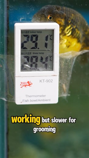 19K views · 332 reactions | What is the Best Grooming temperature?...