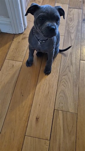 12 week old blue staffy, learning fast. #bestpuppy #puppy #staffy #puppytraining