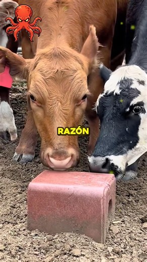 ¿Por qué le dan un bloque de sal a las vacas? 🐄 #animales #curiosidades #viral #datos #fyp