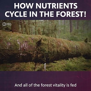 5K views · 236 reactions | How Nutrients Cycle in the Forest! | Be Smart | Facebook