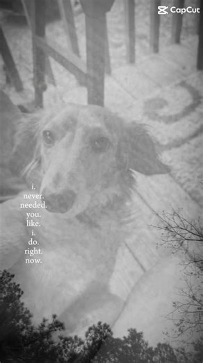 🕊️🕊️🕊️