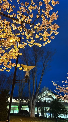 ロイヤルリゾート軽井沢駅前店【公式】 on Instagram: "・ 軽井沢駅前の桜、満開です 連休まで楽しめるといいですね。 #軽井沢不動産 #軽井沢の暮らし #軽井沢移住 #桜ライトアップ #軽井沢の桜は色が濃い説 #ロイヤルリゾート軽井沢駅前店"