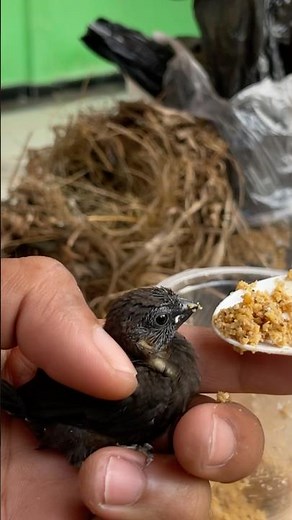 Feeding baby sparrows #birds #chirping birds #sparrows