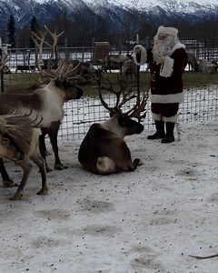 These reindeer are prepping for their busiest month of the year 🎅🦌 | Furry Tails