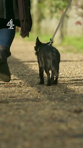 270K views · 6.5K reactions | Natasha found the perfect little friend to fill her empty nest after Jacob left for college! Do you need an extra addition to your family? Head over to the link below to apply! https://www.channel4.com/4viewers/takepart/the-dog-house #dog #thedoghouse #channel4 #chihuahua | The Dog House | Facebook
