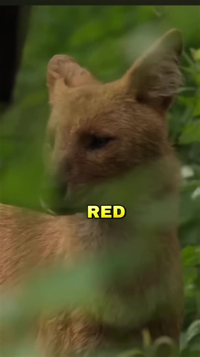 Meet the Whistling Wild Dog: Asia’s Endangered Hunter