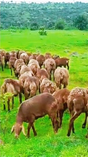 Sheep Sound 🐑 | Cute Sheep Sounds | Sheep Video #shorts