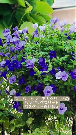 #夏でもハンギング寄せ植えがしたい！#pw #スーパートレニアカタリーナだけ #ハンギングスリットバスケット寄せ植え #夏のハンギング寄せ植え #スリットバスケット #ガーデン #夏庭