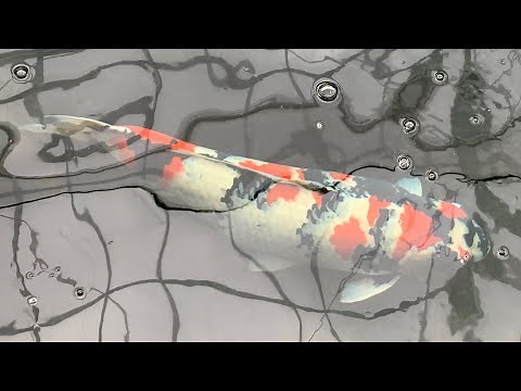 驚愕の個体！設備！第55回国際錦鯉品評会・大会総合優勝…田中氏飼育場見学①2020.2.8