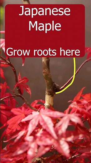 Propagating Japanese maple using airlayers