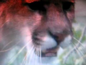 Cougar vs Wolf fight