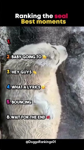 Ranking the seal best moments!!