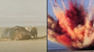 Exploding whale incident is still one of most bizarre spectacles ever recorded
