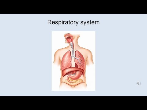Quiz! MCQs - Respiratory System - Part 1