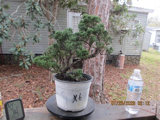 Bonsai Tree Juniper Procumbens Nana in 6" Grow Pot X6 - Etsy