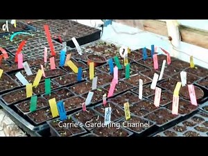 How To Grow English Daisies From Seed, English Daisy Seedlings