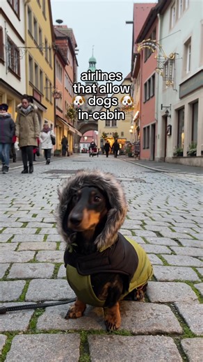 things you should know about flying your dog in-cabin: 🐾 while each airline’s pet policy is unique, the weight limit is always based on the combined weight of your dog and their carrier. 🐾 you will always need to add your pet to your booking either at the time of booking online, or by calling the airline’s customer service line shortly after you’ve booked. 🐾 airlines often have limits around how many pets are allowed on each flight so it’s best to reserve your pet’s spot well in advance or ca