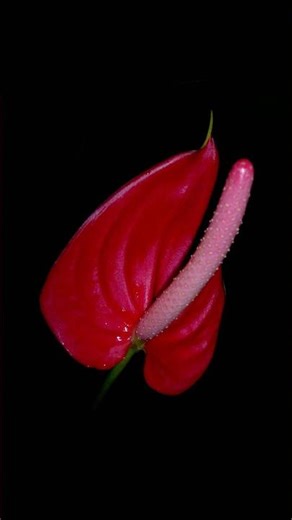 Nokia N8 Camera Test 2026 #nokian8 #nokian8 #youtubeshorts