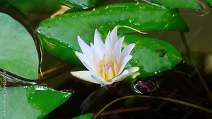 4K time lapse footage of blooming light purple water lily flower from bud to full blossom in waterlily pond, beautiful white lotus flower timelapse video close up b roll shot.