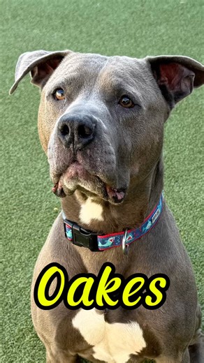 Oakes turns 3 at the end of this month, and we’re hoping he gets to celebrate his birthday surrounded by love instead of kennel walls. 💙 He’s a sweet, sensitive soul who bonds deeply with his people. Oakes has a very goofy and silly side that the staff and volunteers at HSHC adore. He loves to play catch the water during bath time and has a weakness for mini marshmallows. Oakes is housebroken, smart, and ready to make someone’s home feel full again. He’d be happiest in a calm home with adults o