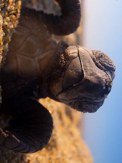 The Journey of the Turtles