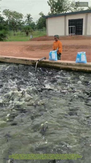 Aquakultur-Betrieb: Fütterung einer dichten Schwarm von Zuchtfischen
