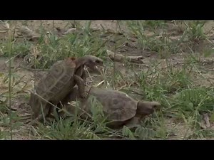 Hilarious antics of mating tortoises