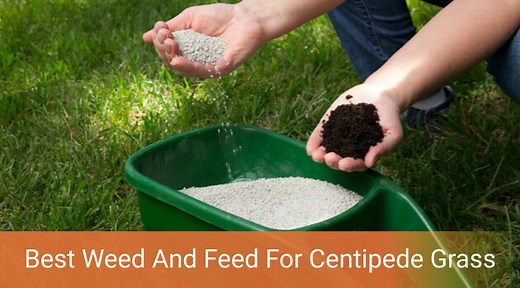 Best Weed and Feed for Centipede Grass Reviews 2020