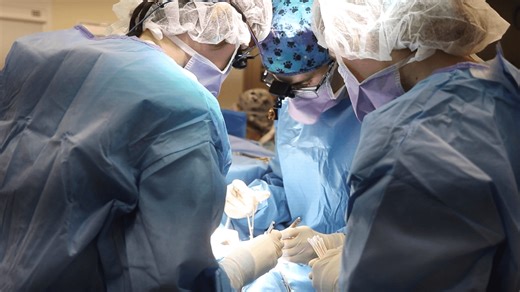 Focus on Pets & Vets: An introduction to Mizzou Veterinary Medicine