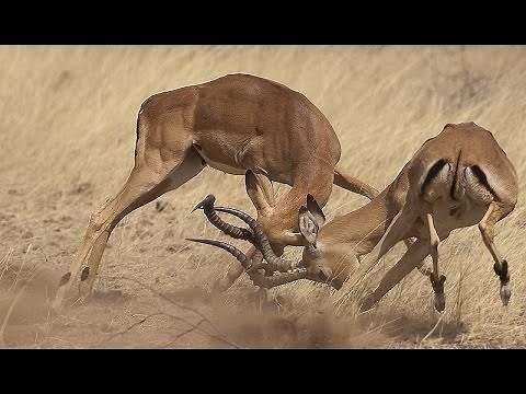 Epic Fight of Impala