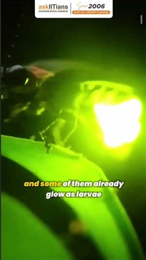 Ever Wondered How Fireflies Glow? 🐛✨ The Secret of Bioluminescence! #askiitians