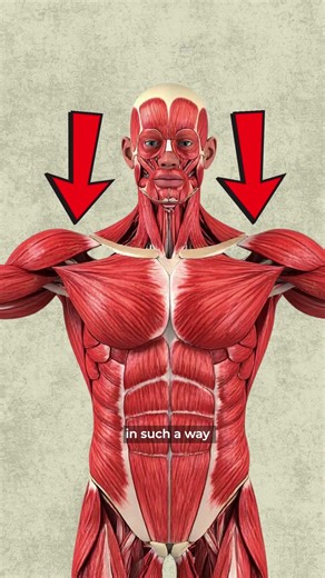 3 Unique Physical Traits that Make Us Human #shorts