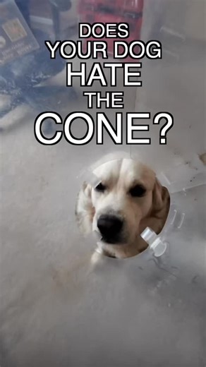 18 reactions | The infamous cone. Every dog must face it at some point or another. Does yours hate it? Let’s change that! | FortyFive K9 | Facebook