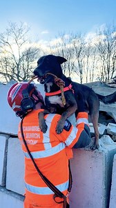 4K views · 53 reactions | Interested in seeing the #USAR dogs in action?  By changing the location of the training events it allows the dogs to search in new and unfamiliar environments, helping them be at their best when you need them.  #Dogs #Training #USAR #Event #DogTraining #Collaborate #FireService #Search #SearchAndRescue #HereIfYouNeedUs | Buckinghamshire Fire & Rescue Service | Facebook