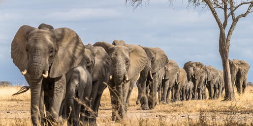 Do You Know These African Mammals?