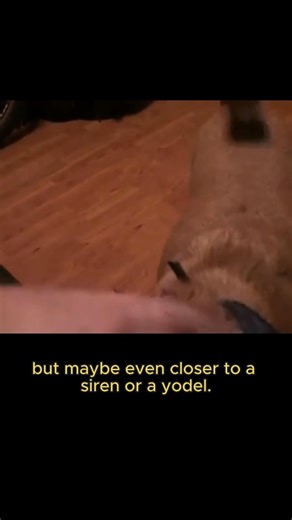 2.6K views · 22 reactions | Most dogs bark, but the Basenji does something completely different.  Turn your sound up for the famous 'Baroo'! #Basenji #DogFacts #doglover #dog | Puppedia | Facebook