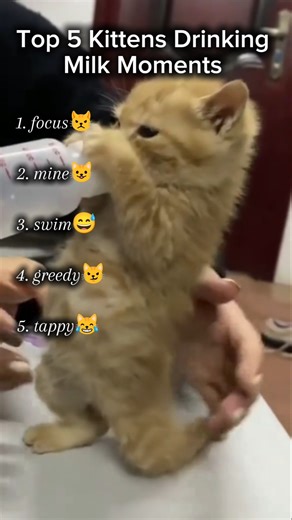 Top 5 funniest Kittens Drinking Milk Moments #funny #cat